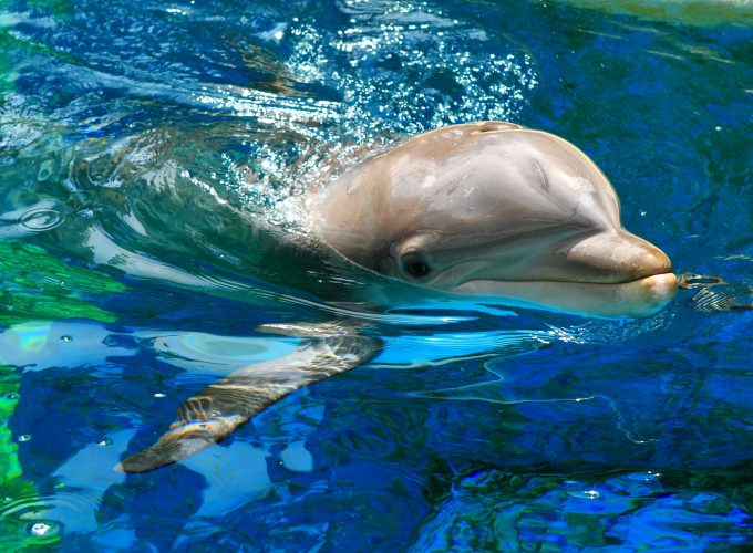 Wallpaper Dolphin, Yerevan Dolphinarium, Armenia, Waves, Water, pool, tourism, diving, blue, Travel 257847470